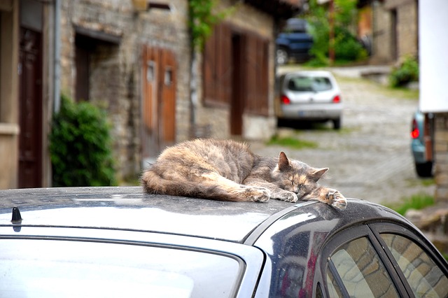 Transporter son chat en voiture : les précautions à prendre - Blog
